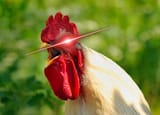 screaming-white-cock-260nw-107266847