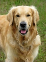 golden-retriever-dog-1370773977VyS