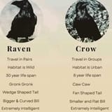 raven-vs-crow-v0-mvo8kdqucy7a1