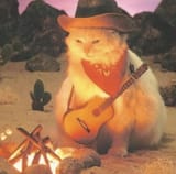Cowboy Cat