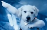 krypto