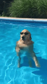 giphy (20)