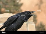 closeup-of-a-cawing-crow-AA7XTE
