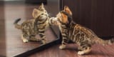 mirrorr