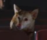 theatredog