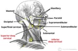 Lymph-Nodes-of-the-Head-and-Neck1