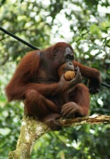 Orang_Utan,_Semenggok_Forest_Reserve,_Sarawak,_Borneo,_Malaysia