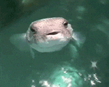 spitting-fugu-fish-meme-be15r3cak7tyzpue