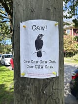 caw-caw-caw-v0-hb81v1a5oesd1