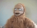 monkey