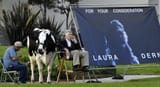 david-lynch-cow-laura-dern-oscar-inland-empire