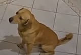 pupablo
