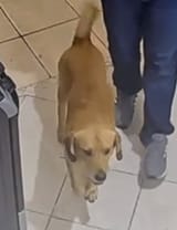 elperro