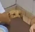 perro