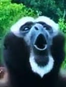monkey