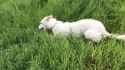 Tetris the Borzoi Playing_thumb.jpg