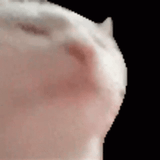 catjam-gif-file-2179kb-9ahyuv79xu33gn27