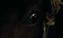 Lancelot.du.Lac.1974.1080p.BluRay.FLAC.2.0.x264-rttr-[08.17.539-08.23.169]_thumb.jpg