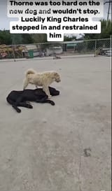 Screenshot TikTok