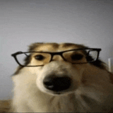 dawg