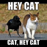 funny-crow-cat-joke