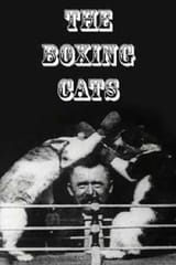 119145-the-boxing-cats-prof-welton-s--0-1000-0-1500-crop