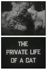96329-the-private-life-of-a-cat-0-1000-0-1500-crop