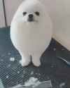 1561079084155_thumb.jpg
