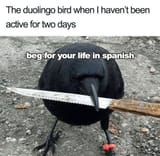 duolingo-bird-havent-been-active-two-days-beg-life-spanish