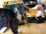 1236e8b80f1a6f301b984ff1d7bb5403--cheeseburgers-hamburgers