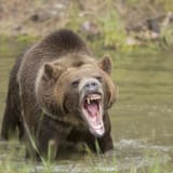 grizzly-bear