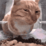 sus-cat