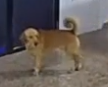 doggy