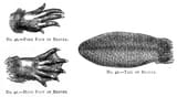 Beaver_feet_and_tail