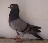 Serbian_Highflier