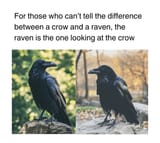 those-who-cant-tell-difference-between-crow-and-raven-raven-is-one-looking-at-crow
