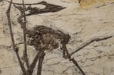_20250709_on_pterosaur