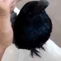 crow-raven_thumb.jpg