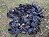 dead-crows