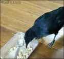 crow_thumb.jpg