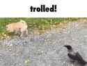 troll-crow_thumb.jpg