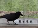 crow-smart_thumb.jpg