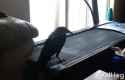 goth-workout-treadmill_thumb.jpg