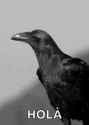 raven_thumb.jpg