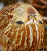 408663-fatbird