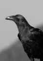 raven-friend_thumb.jpg
