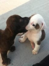 dogggys