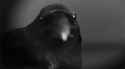 crow-hello_thumb.jpg
