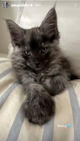 Amanda Fix Cat Instagram