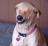 blind dog